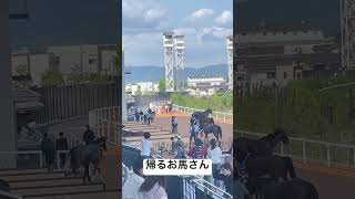 京都競馬　レース後