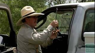 The Texas Horned Lizard