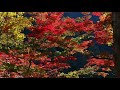 【大井平公園】紅葉2021.11 autumn leaves　ooidaira park japan 4k