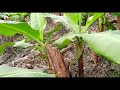 ठंडी में केले को पाला से कैसे बचाएं जानिए g9 variety banana farming kele ki kheti u.p