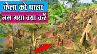 ठंडी में केले को पाला से कैसे बचाएं जानिए | G9-Variety Banana Farming | Kele Ki Kheti U.P