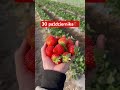 30 października 🍓