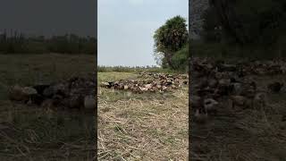 அழகான ஆயிரம் வாத்துகளுடன் ஆந்திர சிறுவர்கள் | thousands of ducks in farming lands | #Shorts