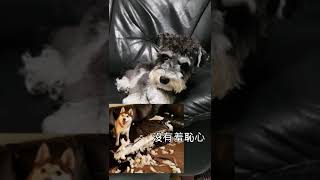 Schnauzer雪納瑞【旺仔成長日記】咬衛生紙被唸-1歲1個月