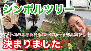 【シンボルツリー】シンボルツリー決まりました！！植えます！！～レプトスペルマムカッパーグロー～