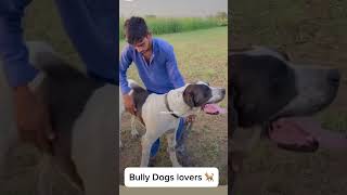 Pakistani Bully Dogs #shorts #pakistani #youtubeshorts #trendingshorts #viralshorts