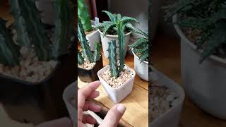 แนะนำแคคตัส ยูโฟเบียด่าง ออกหน่อเก่ง โตไว น่าสะสม l Cactus Euphorbia Succulents