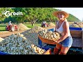 How to MILLIONS tonts of Cashew Harvested & Processed | Agriculture Technology