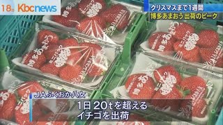 あまおう　クリスマス目前！出荷の最盛期