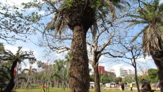 ポカポカ陽気な昼下がり（与儀公園）