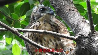 鳳頭蒼鷹雙寶遭遇烟花颱風，離巢後的生活 [台中鳳頭蒼鷹繁殖紀錄] Crested Goshawk Family