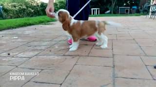 Pippa 2'5 months - training