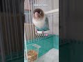 ボタンインコ　ウロコインコ　今朝の様子　増えすぎた体重　2024.7.18