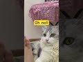 oh no funny cat smelling expression 😹 troll cat cutecat pets funnyvideo memes