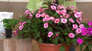 Cottage Farms 3-Piece Candyland SunPatiens Live Plants on QVC