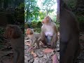 Sweetie Young Baby Monkey Stand Two Legs To Welcome His Friend Cute #shortsvideo #monkey #animals