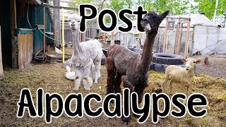 VLOG #400 - Sheep \u0026 Alpaca Shearing - Farm Update