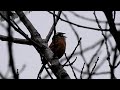 ホオジロ emberiza cioides