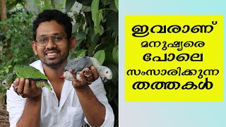 ഇണക്കി വളർത്താൻ പറ്റിയ തത്തകുഞ്ഞുങ്ങൾ വേണോ? || Amazon parrot || Grey Parrot || Hahn's Macaw