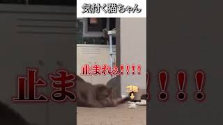 [A cat who notices]Try not to laugh funny videos dubbing episode31 #shorts