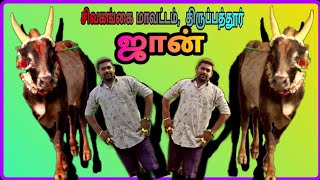 சிவகங்கை மாவட்டம் திருப்பத்தூர் ஜான் அவர்களின் காளை//one of the best bull of velivirattu// ஜான் காளை