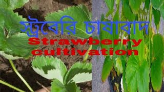 টবে স্ট্রবেরি চাষাবাদ | Strawberry cultivation in Top | Rooftop garden | Agro farm @dripculture |