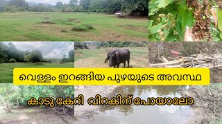 കാട് കേറി വിറകിന് പോയാലോ |വെള്ളം ഇറങ്ങിയ പുഴയുടെ അവസ്ഥ|Village style malayalam