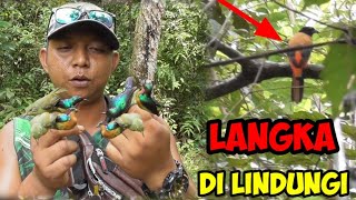 YA AMPUN Muncang Di Hutan Ini sampek Kayak Sampah