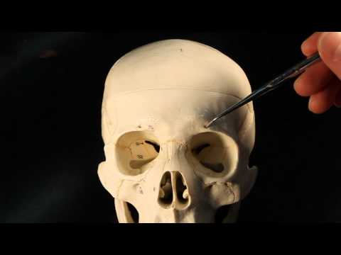 What is the function of frontal bone?