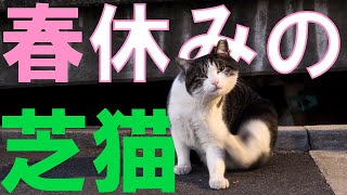 【大学猫のいる日常】春休みに大学行ったら芝猫に癒されたw【VLOG】