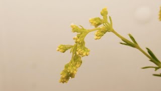 【花の開花#81】カワラマツバの開花を観察する。