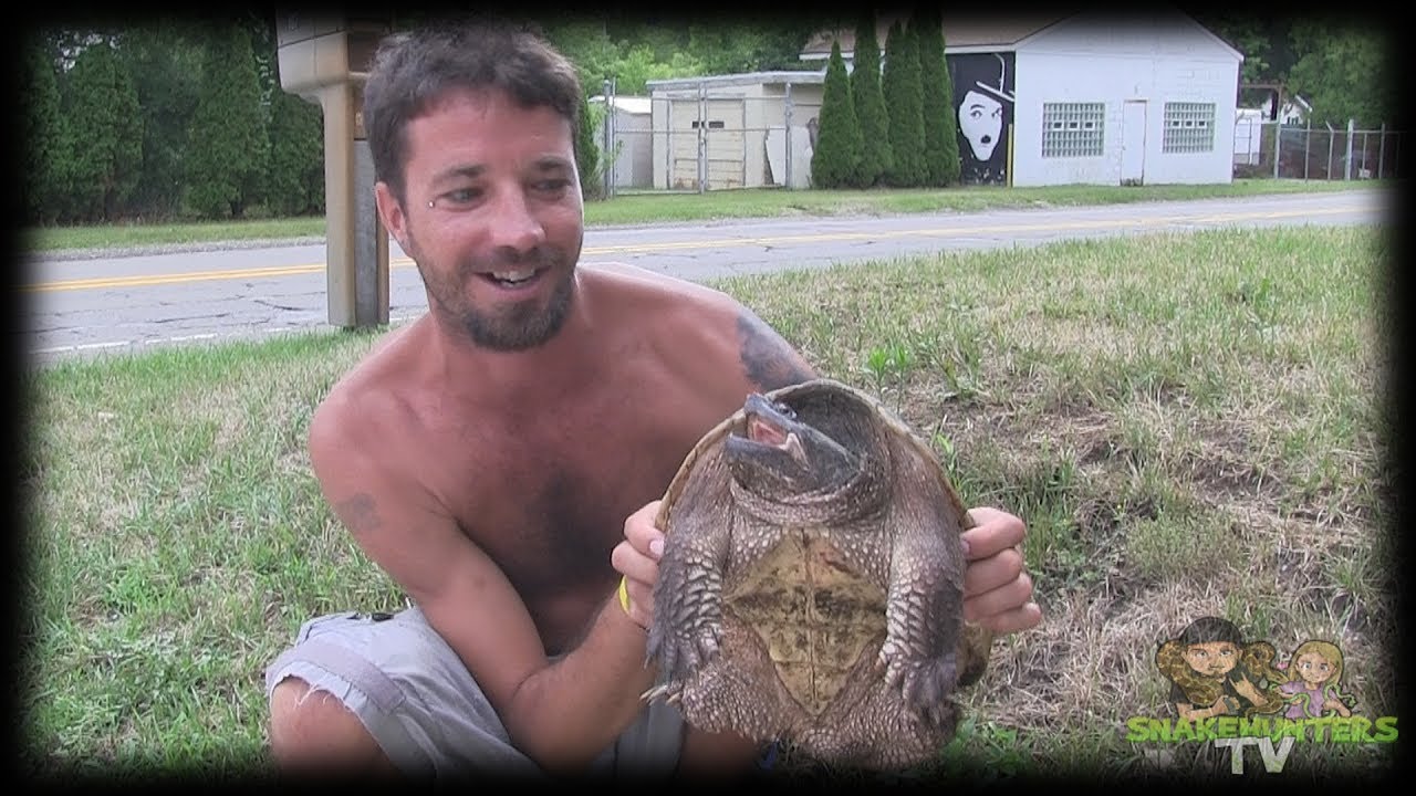Snapping Turtle Rescue Youtube