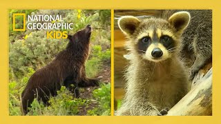Wild Babies Of America S National Parks Full Episode Natgeokids