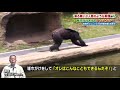 雑巾がけをするチンパンジー［宮崎市フェニックス自然動物園］『zoo 1グランプリ』11 30 火 【tbs】