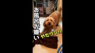 お風呂が嫌いな愛犬がとる行動とは #shorts 【トイプードルのオウガ】