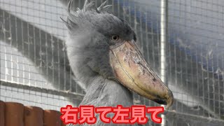 ハシビロコウ　ふたばちゃん　左右を確認しています【掛川花鳥園】Shoebill Futaba-chan Kakegawa Garden