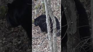 ENORMOUS Bear Emerges from its Den