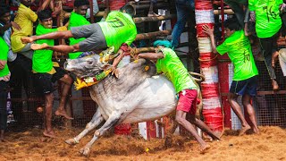 Ayyapatti Jallikattu 2024 | சிவகங்கை. சாலக்கிராமம். அய்யப்பட்டி ஜல்லிக்கட்டு 2024 Videos 04