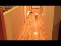 Potbelly Pig running and barking! Potbelly Pig running and barking!