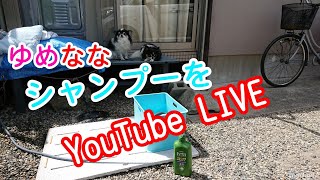 LIVE  お湯でシャンプー  hot water shampoo YouTube Chihuahua ライブ　肛門腺絞り　チワワ　ゆめななチャンネル