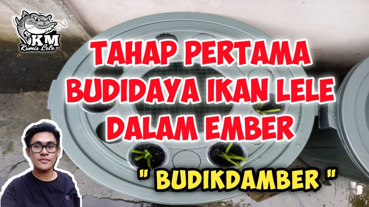 Cara Budidaya Ikan Lele Dalam Ember Bagi Pemula || Budikdamber Lele ...