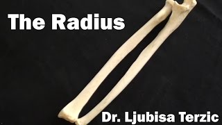 The Radius - Skeleton of the upper limb - Anatomy