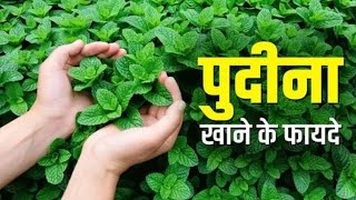 pudina ki patti khane ke fayde | mint leaves benefits | पुदीना खाने के फायदे @Ayurvedvigyan