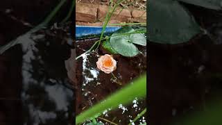 Water lily opening in the morning