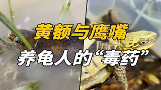 黄额龟和鹰嘴龟，为何被称为养龟人的“毒药”？