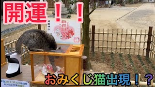 開運！！おみくじ猫出現！？