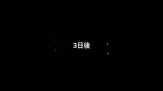 猫ミーム 卒業生おめでとうございます🎊㊗️🎉 ＃猫ミーム ＃卒業式