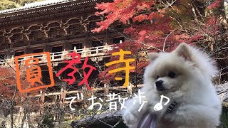 書写山「圓教寺」🐾🐾