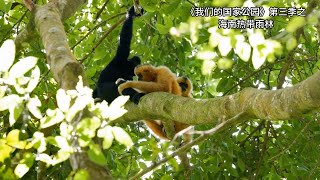 这是我国分布最集中、类型最多样的“大陆性岛屿型”热带雨林🌴古木参天 藤蔓交织 奇花异草竞相绽放🪷珍稀鸟兽自在穿梭🪽每一处都藏着生命的奥秘【DocuLife-SMG纪实人文官方频道】