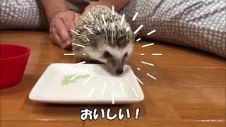 【癒し動画】ハニーワームとはりねずみ　Hedgehog eating honey worm for the first time【ハリネズミ】